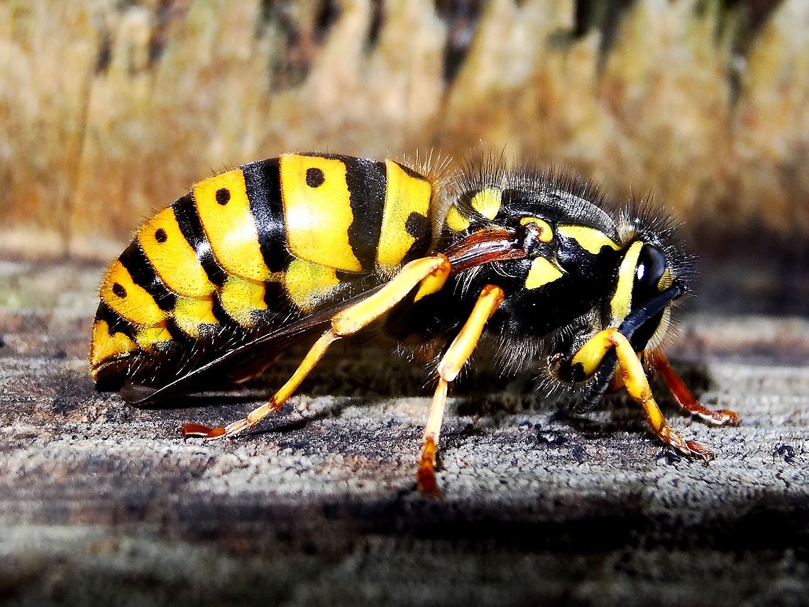 European wasp (Vespula germanica) These wasps are a bio disaster in the southern parts of Australia.<br />
First discovered in Tasmania ib 1959 and then on the mainland in all southern states by 1978.<br />
The number and variety of endemic species they prey upon is frightening. Luckily the Australian climate seems to limit their migration northwards with areas becoming cleared of wasps during prolonged hot dry spells.<br />
Also ignorant people often kill local species of flower wasps (Typhiidae;Thynninae) because they look slightly similar. Australia,Fall,Geotagged,German wasp,Vespula germanica
