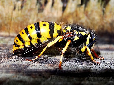 European wasp (Vespula germanica) These wasps are a bio disaster in the southern parts of Australia.
First discovered in Tasmania ib 1959 and then on the mainland in all southern states by 1978.
The number and variety of endemic species they prey upon is frightening. Luckily the Australian climate seems to limit their migration northwards with areas becoming cleared of wasps during prolonged hot dry spells.
Also ignorant people often kill local species of flower wasps (Typhiidae;Thynninae) because they look slightly similar. Australia,Fall,Geotagged,German wasp,Vespula germanica