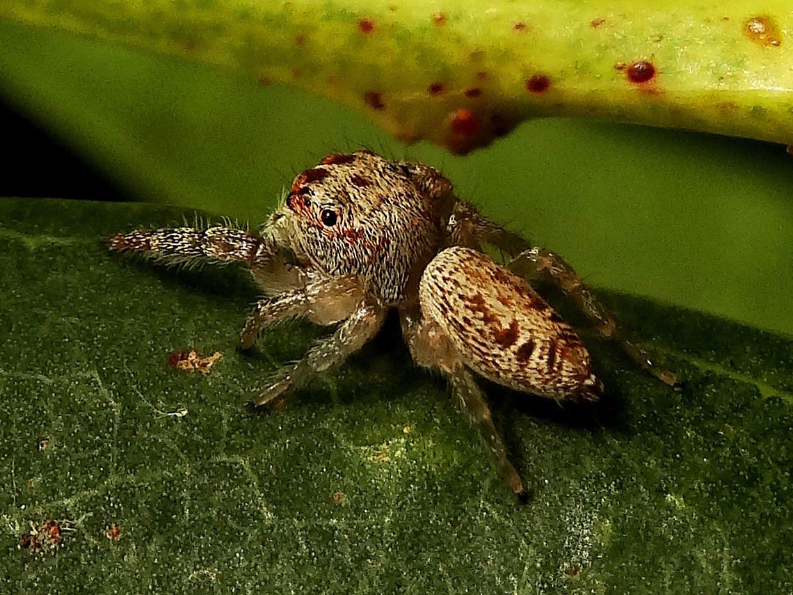 Garden jumping spider (Opisthoncus parcedentatus) A common species with great variability this one was found in a regional nature reserve.<br />
About 9mm long. On Acacia leaves. Australia,Fall,Garden jumping spider,Geotagged,Opisthoncus parcedentatus
