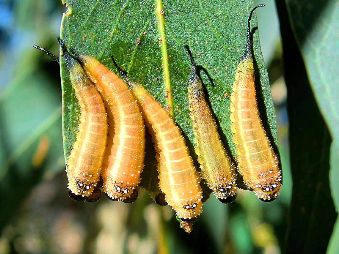 Cattlepoisoning Sawfly (Lophyrotoma interrupta) This team has probably just moulted as they are yellow. They are more often found with a greenish tint. <br />
About 18mm.<br />
These are famous as cow killers... the larvae can cause poisoning if eaten because of their content of lophyrotomin. Australia,Cattlepoisoning Sawfly,Fall,Geotagged,Lophyrotoma interrupta