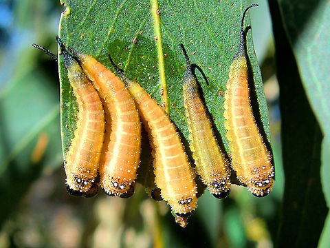 Cattlepoisoning Sawfly (Lophyrotoma interrupta) This team has probably just moulted as they are yellow. They are more often found with a greenish tint. 
About 18mm.
These are famous as cow killers... the larvae can cause poisoning if eaten because of their content of lophyrotomin. Australia,Cattlepoisoning Sawfly,Fall,Geotagged,Lophyrotoma interrupta
