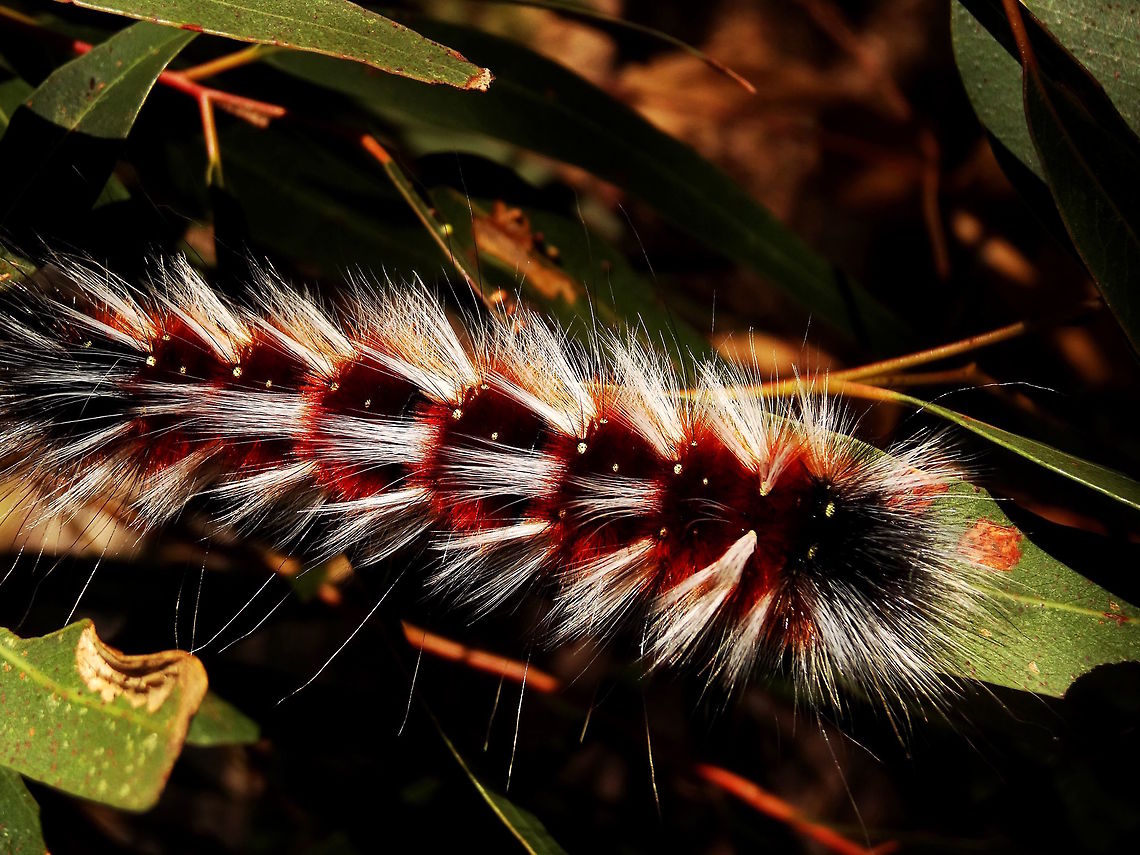 Hairy Mary (Anthela varia) These caterpillars are quite a find in eucalyptus foliage first for their size, second for their incredible fur, third for the wonderful colour and pattern. <br />
The moth is quite boring by comparison.<br />
This one estimated at 88mm long (inside the fur) Anthela varia,Australia,Fall,Geotagged