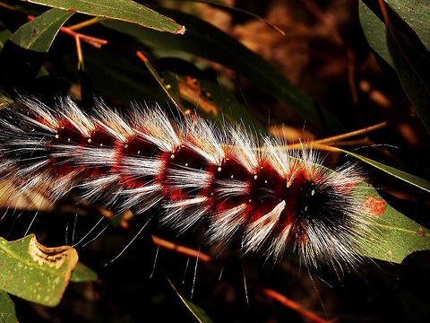 Hairy Mary (Anthela varia) These caterpillars are quite a find in eucalyptus foliage first for their size, second for their incredible fur, third for the wonderful colour and pattern. 
The moth is quite boring by comparison.
This one estimated at 88mm long (inside the fur) Anthela varia,Australia,Fall,Geotagged