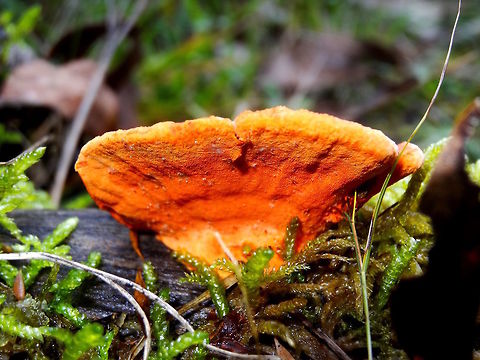 Curry punk (Piptoporus australiensis) A large orange bracket fungus often found on dead burnt wood. It has a definite curry-like odour (depending on what you think curry is) This one was about 100mm wide and on eucalyptus log.
http://bie.ala.org.au/species/73aa34a8-9625-4a94-a704-3c0cdb3a954f Australia,Curry punk,Fall,Geotagged,Piptoporus australiensis