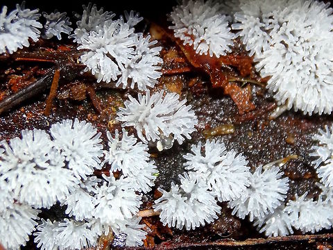 Crystal slime mold (Ceratiomyxa fruticulosa) This one has just finished forming it's characteristic shapes.
Found under a damp log in a local national park rainforest.
1 hour earlier here... http://www.jungledragon.com/image/37958/crystal_slime_mold_ceratiomyxa_fruticulosa.html Australia,Ceratiomyxa fruticulosa,Fall,Geotagged