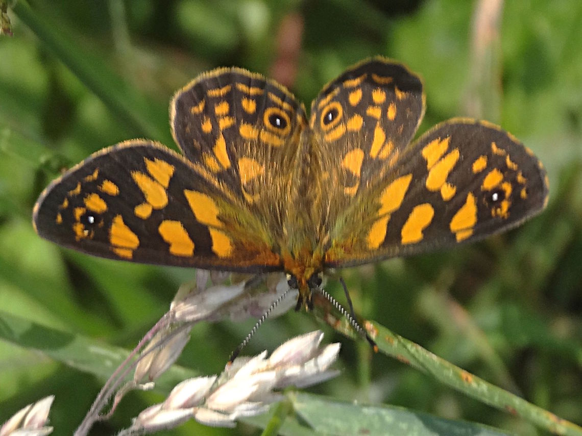 Orange Alpine Xenica (Oreixenica correae) Found sitting mountain top snow field, mid summer, national park.on the flower heads of Soft Snow Grass (Poa hiemata) at 1280Metres. The grass is one of 2 known food plants for the larvae.<br />
Wingspan about 35mm. <br />
Also called 'Correa Brown' Australia,Geotagged,Orange Alpine Xenica,Oreixenica correae,Summer