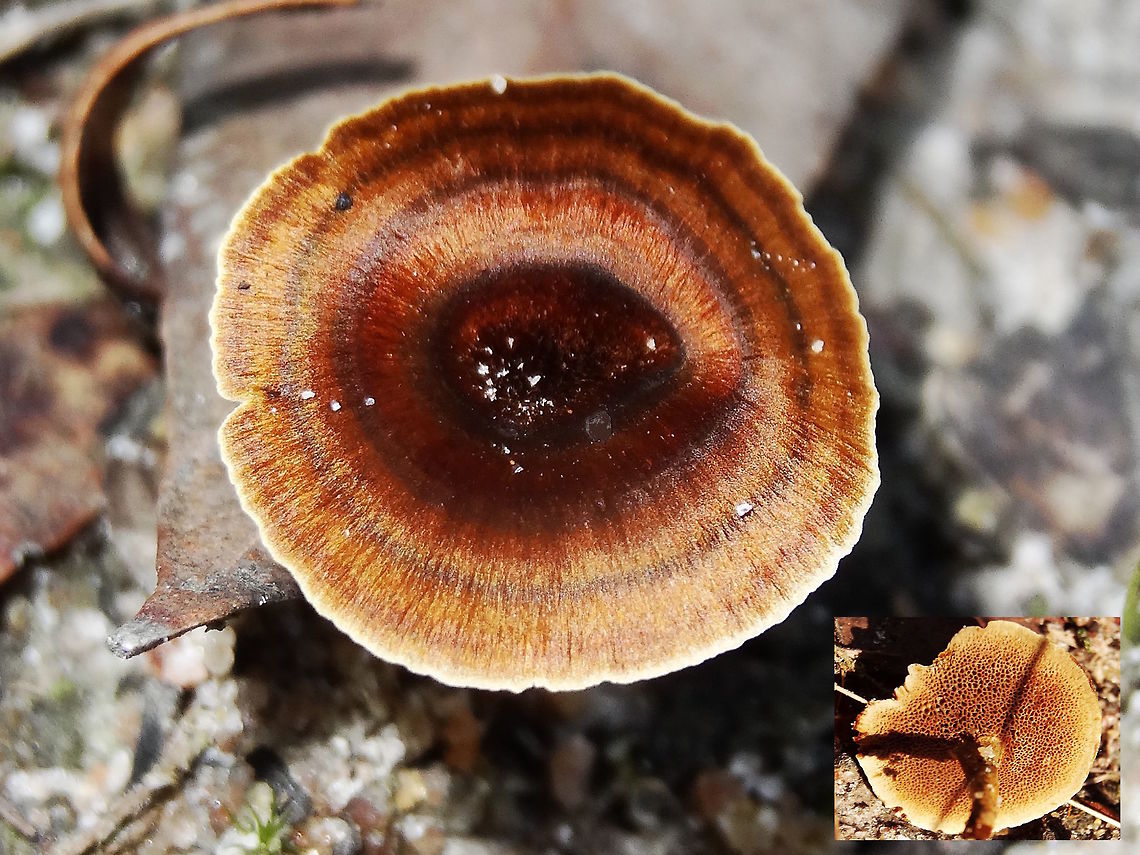 Satin plates (Coltricia australica) Small polypores growing from soil; about 50mm tall and 40mm wide; dark scaly stipe; each had a tuft at it&#039;s centre like something had been torn off the top; cap highly textured with radial zonations, angular pores, and wine-glass shaped.<br />
Growing among tough sword grasses in dry sclerophyll eucalyptus forest after some rains.<br />
Until 2012 this was called Coltricia cinnamomea. Apparently mycorrhizal... these seemed spread all over the place but eucalypts were never more than 3 metres away.... &quot;Coltricia cinnamomea is a wood rotting fungus and grows from decaying sub-surface wood and tree roots in forests and woodland in a variety of soil and climates. Besides Australia, this small polypore is found in North America... <a href="http://australianfungi.blogspot.com.au/2010/09/49-coltricia-cinnamomea.html" rel="nofollow">http://australianfungi.blogspot.com.au/2010/09/49-coltricia-cinnamomea.html</a><br />
<br />
Name change in progress as Australian version has unique DNA.  Australia,Coltricia cinnamomea,Geotagged,Winter