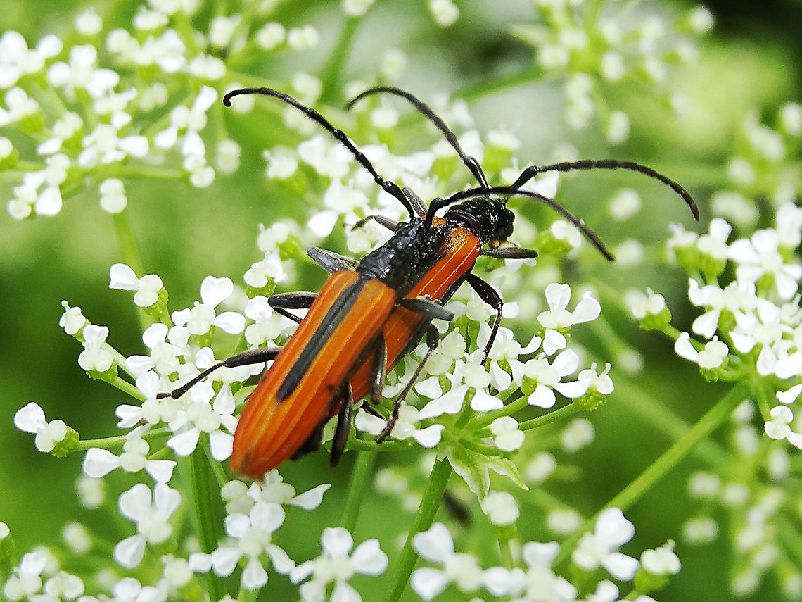 Stinking Longicorn (Stenoderus suturalis) Another lycid mimic in the ring. <br />
Looking very like some species of Lycid beetles these longicorns were active all over a large clump of Daucus sp.?. <br />
About 18mm long body.<br />
Found in a local nature reserve.<br />
"So named for the stink they produce when threatened. They have a 'pit-and-tongue' organ placed at either side of their face below their eyes. ...They constitute a depression over which the 'tongue', or spine, lies. Each of these structures are connected by long tubular reservoirs containing the laced oils. Remarkably these reservoirs extend through almost the entire length of the insect's body. When threatened a pungent fluid is drawn out at the tongues to fill the facial pits below.".. Thanks Tony D <a href="http://bie.ala.org.au/species/urn:lsid:biodiversity.org.au:afd.taxon:c48f2e4e-d78b-4bf2-b07b-081fb4332c89" rel="nofollow">http://bie.ala.org.au/species/urn:lsid:biodiversity.org.au:afd.taxon:c48f2e4e-d78b-4bf2-b07b-081fb4332c89</a><br />
<a href="http://onlinelibrary.wiley.com/doi/10.1111/j.1440-6055.1971.tb00033.x/pdf" rel="nofollow">http://onlinelibrary.wiley.com/doi/10.1111/j.1440-6055.1971.tb00033.x/pdf</a><br />
<a href="http://onlinelibrary.wiley.com/doi/10.1111/j.1440-6055.1989.tb00889.x/pdf" rel="nofollow">http://onlinelibrary.wiley.com/doi/10.1111/j.1440-6055.1989.tb00889.x/pdf</a> Australia,Geotagged,Spring,Stenoderus suturalis,Stinking Longicorn