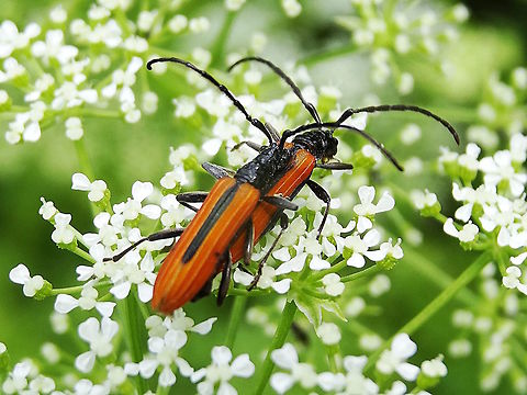 Stinking Longicorn (Stenoderus suturalis) Another lycid mimic in the ring. 
Looking very like some species of Lycid beetles these longicorns were active all over a large clump of Daucus sp.?. 
About 18mm long body.
Found in a local nature reserve.
"So named for the stink they produce when threatened. They have a 'pit-and-tongue' organ placed at either side of their face below their eyes. ...They constitute a depression over which the 'tongue', or spine, lies. Each of these structures are connected by long tubular reservoirs containing the laced oils. Remarkably these reservoirs extend through almost the entire length of the insect's body. When threatened a pungent fluid is drawn out at the tongues to fill the facial pits below.".. Thanks Tony D http://bie.ala.org.au/species/urn:lsid:biodiversity.org.au:afd.taxon:c48f2e4e-d78b-4bf2-b07b-081fb4332c89
http://onlinelibrary.wiley.com/doi/10.1111/j.1440-6055.1971.tb00033.x/pdf
http://onlinelibrary.wiley.com/doi/10.1111/j.1440-6055.1989.tb00889.x/pdf Australia,Geotagged,Spring,Stenoderus suturalis,Stinking Longicorn