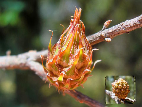 Allocasuarina stem galls (Cylindrococcus spiniferus) An amazing flower-like structure is caused by a scale insect interfering with the chemistry of Allocasuarina stems. They look similar to the actual tree cones among which they are interspersed but also different (see inset). Found on Allocasuarina stems in a local nature reserve.
Likely female insects inside these. The scale insect uses chemistry to force the tree to grow this clever little flowery home for it. The details of the gall 'stem' are particularly fascinating. About 15mm long.
From Dr Lyn Cook...
"The galls are induced on new vegetative growth (new branchlets) rather than cones, and they can grow on male and female plants (many Allocasuarina species have separate sexes, and cones are only on females). One of the identifying features of the host plant species is the number of scale-like leaves around the nodes of branchlets, and the galls make them easy to count - the number of bracts in each ring on the gall is the same as the number of tiny leaves around a branch node." Allocasuarina,Allocasuarina gall scale,Australia,Cylindrococcus spiniferus,Gall,Geotagged,Summer