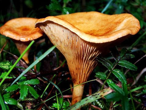 Australian funnels (Austropaxillus infundibuliformis) These were in abundance along the edge of a walking track under eucalyptus.
About 120mm across the large ones although I sensed they could grow some yet.
Spores were rusty tan colour.
Superficially they resemble to Paxillus involutus (northern hemisphere)  Australia,Austropaxillus infundibuliformis,Fall,Geotagged