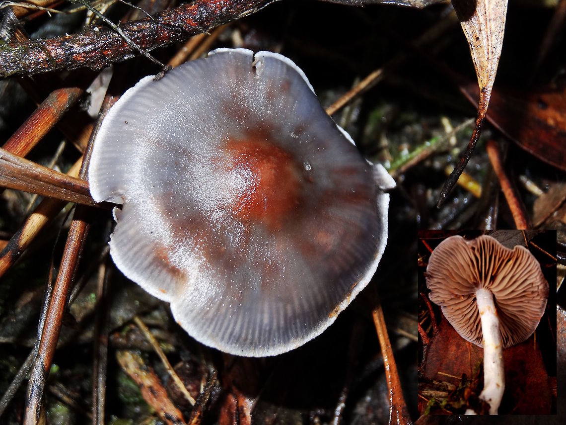 Elegant Blue Webcap (Cortinarius rotundisporus) Cap 70 mm, steely bluish to lilac with umbonate centre coloured dark yellowish; viscid. <br />
Gills pallid to lilac, staining with rust-brown spores: spore print rusty brown. <br />
These were alongside a forest walking track in a moist gully. Australia,Cortinarius rotundisporus,Fall,Geotagged