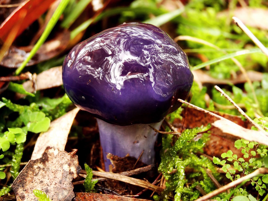 Emperor cortinar (Cortinarius archeri) A young, very viscid specimen found beside a walking track in a moist eucalyptus forest.<br />
This species is part of a group which are mostly difficult to distinguish (and many yet to be named) but this species is often recognised  with the slightly flared,, two-toned stipe exposed.<br />
This one was about 45mm across the cap.<br />
The common name of Emperor cortinar is gradually becoming more widely used. Australia,Cortinarius archeri,Fall,Geotagged