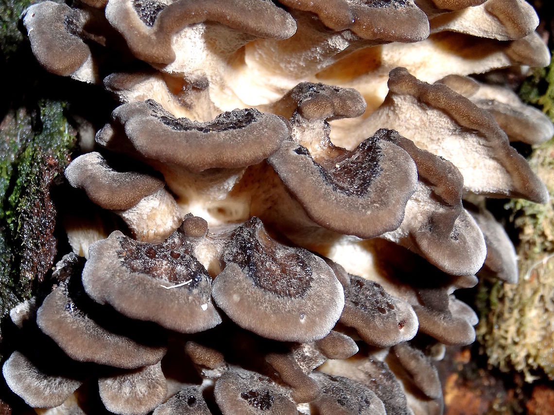 Black velvet stacks (Grifola colensoi) An inter-connected stack of black, very velvety fungi with creamy, toothy surface underneath. The tops were unusual each with a central depression containing crumbly tar-like substance. Each top part was about 30mm across and the whole stack was about 400mm tall. The colour in these pictures is wrong, or flattened by the flash and was actually very black (where it may appear brownish here) to the human eye. The forest was so dark that shots without flash were not an option.<br />
At the base of a large eucalyptus (E.regnans) in a deep, wet gully. This is within a very tall damp eucalyptus based rain forest.<br />
A rare species.. hope to find it again in better light. Australia,Fall,Geotagged,Grifola colensoi