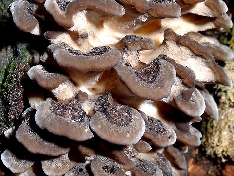 Black velvet stacks (Grifola colensoi) An inter-connected stack of black, very velvety fungi with creamy, toothy surface underneath. The tops were unusual each with a central depression containing crumbly tar-like substance. Each top part was about 30mm across and the whole stack was about 400mm tall. The colour in these pictures is wrong, or flattened by the flash and was actually very black (where it may appear brownish here) to the human eye. The forest was so dark that shots without flash were not an option.
At the base of a large eucalyptus (E.regnans) in a deep, wet gully. This is within a very tall damp eucalyptus based rain forest.
A rare species.. hope to find it again in better light. Australia,Fall,Geotagged,Grifola colensoi
