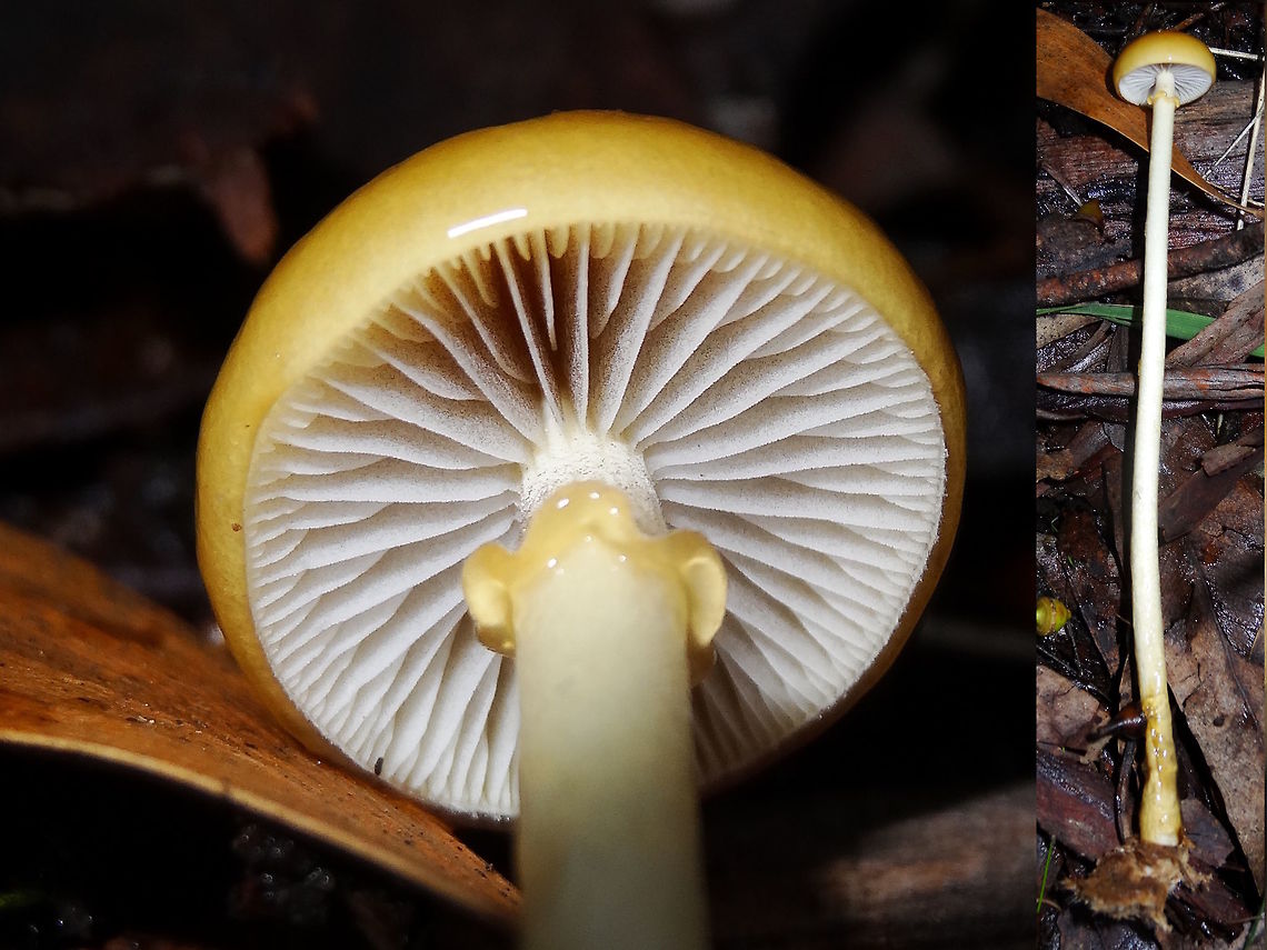 Dung Roundhead (Protostropharia semiglobata) This strange little mushroom was about 90mm tall with a cap only about 12mm wide. <br />
The stem was very straight and narrow with an unusual undulated annulus, sticky but firmly attached. <br />
There seemed to be some black within the gills but white material seems to have settled on the ring. <br />
Cap was very viscid and almost spherical.<br />
Found growing on a grassy and rocky path in a national park.<br />
This is also called Stropharia semiglobata but was named Protostropharia semiglobata - (Batsch) Redhead, Moncalvo &amp; Vilgays (2013) Australia,Dung roundhead,Fall,Geotagged,Protostropharia semiglobata