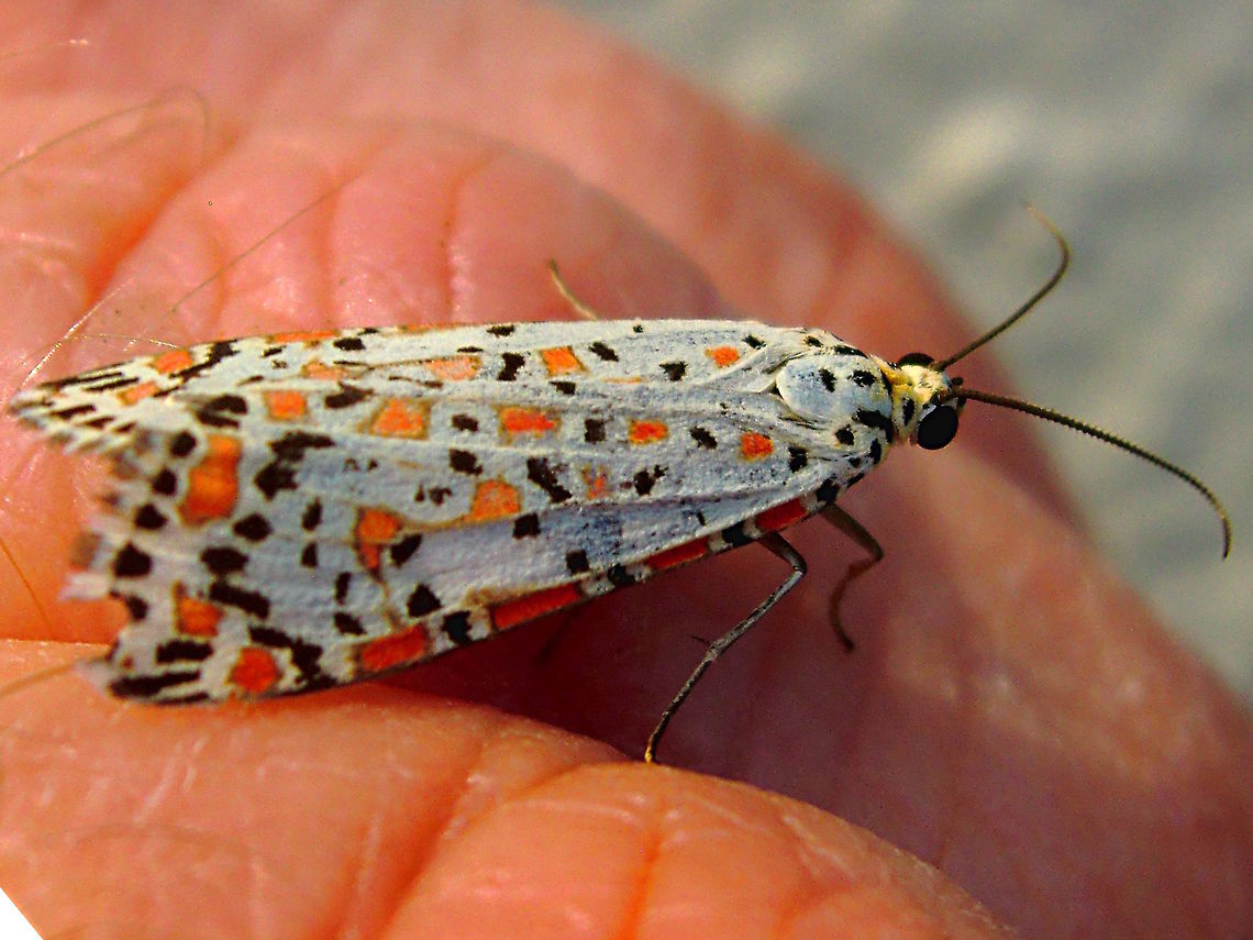 Heliotrope moth (Utetheisa pulchelloides) I suspect the last one of the season. I had never found these before but we have had plagues of them over the last 6 months. Many specimens were also found in Tasmania where they don&#039;t breed so must have been blown over Bass Strait by the northerly winds. Australia,Fall,Geotagged,Utetheisa pulchelloides