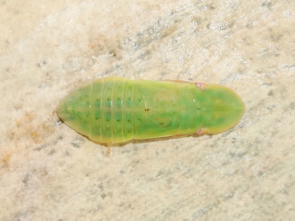 Ledromorpha nymph (?Ledromorpha planirostris) At last I found a &#039;baby&#039; version of these weird creatures. <br />
If it is indeed L planirostris then she will become one of the largest leaf hoppers known.<br />
This one was about 5mm long but the adults reach 28mm long. <br />
A male of this species has never been found and it is therefore suspected they may be parthenogenetic. <br />
The adult female develops a long ovipositor. <br />
When very young they are almost translucent so the &#039;green&#039; makes me wonder if it is another (related) species.<br />
Possible later stage nymph here <figure class="photo"><a href="https://www.jungledragon.com/image/38627/giant_leafhopper_nymph_ledromorpha_planirostris.html" title="Giant leafhopper nymph (Ledromorpha planirostris)"><img src="https://s3.amazonaws.com/media.jungledragon.com/images/2532/38627_thumb.jpg?AWSAccessKeyId=05GMT0V3GWVNE7GGM1R2&Expires=1759968010&Signature=R4qHs5HS7QbRYTIGSZZeajVXuOk%3D" width="200" height="150" alt="Giant leafhopper nymph (Ledromorpha planirostris) A weird flat bug at 16mm long this is the nymph of a very large leafhopper. <br />
About 4mm thick at most. Always pale, sometimes with faint pink to red markings. Delicate setae around margin.<br />
On the bark of Eucalyptus melliodora at night time.<br />
These are the largest leafhopper in the world. The adult reaches 28mm long. The adult female develops a long ovipositor. When very young they are almost translucent.<br />
A male of this species has never been found and it is therefore suspected they may be parthenogenetic.<br />
A possible younger one here http://www.jungledragon.com/image/38583/ledromorpha_nymph_ledromorpha_planirostris.html Australia,Geotagged,Giant leafhopper,Ledromorpha planirostris,Ledromorpha-planirostris,Summer" /></a></figure><br />
 Australia,Geotagged,Leafhopper,Ledromorpha,Spring