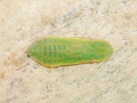 Ledromorpha nymph (?Ledromorpha planirostris) At last I found a 'baby' version of these weird creatures. 
If it is indeed L planirostris then she will become one of the largest leaf hoppers known.
This one was about 5mm long but the adults reach 28mm long. 
A male of this species has never been found and it is therefore suspected they may be parthenogenetic. 
The adult female develops a long ovipositor. 
When very young they are almost translucent so the 'green' makes me wonder if it is another (related) species.
Possible later stage nymph here http://www.jungledragon.com/image/38627/giant_leafhopper_ledromorpha_planirostris.html
 Australia,Geotagged,Leafhopper,Ledromorpha,Spring