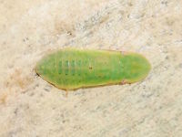 Ledromorpha nymph (?Ledromorpha planirostris) At last I found a 'baby' version of these weird creatures. <br />
If it is indeed L planirostris then she will become one of the largest leaf hoppers known.<br />
This one was about 5mm long but the adults reach 28mm long. <br />
A male of this species has never been found and it is therefore suspected they may be parthenogenetic. <br />
The adult female develops a long ovipositor. <br />
When very young they are almost translucent so the 'green' makes me wonder if it is another (related) species.<br />
Possible later stage nymph here http://www.jungledragon.com/image/38627/giant_leafhopper_ledromorpha_planirostris.html<br />
 Australia,Geotagged,Leafhopper,Ledromorpha,Spring