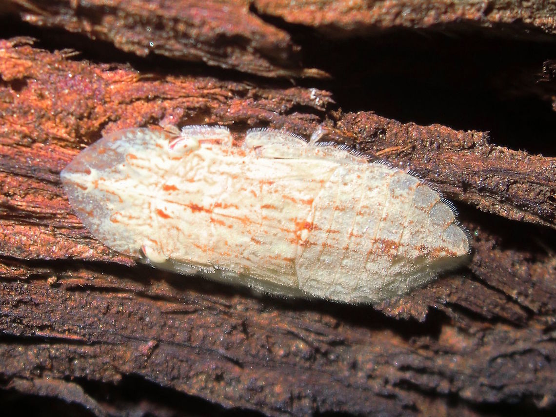 Giant leafhopper nymph (Ledromorpha planirostris) A weird flat bug at 16mm long this is the nymph of a very large leafhopper. <br />
About 4mm thick at most. Always pale, sometimes with faint pink to red markings. Delicate setae around margin.<br />
On the bark of Eucalyptus melliodora at night time.<br />
These are the largest leafhopper in the world. The adult reaches 28mm long. The adult female develops a long ovipositor. When very young they are almost translucent.<br />
A male of this species has never been found and it is therefore suspected they may be parthenogenetic.<br />
A possible younger one here <figure class="photo"><a href="https://www.jungledragon.com/image/38583/ledromorpha_nymph_ledromorpha_planirostris.html" title="Ledromorpha nymph (?Ledromorpha planirostris)"><img src="https://s3.amazonaws.com/media.jungledragon.com/images/2532/38583_thumb.JPG?AWSAccessKeyId=05GMT0V3GWVNE7GGM1R2&Expires=1759968010&Signature=SAiIfXjNQaV4yI0SyICmeENVQCU%3D" width="200" height="150" alt="Ledromorpha nymph (?Ledromorpha planirostris) At last I found a &#039;baby&#039; version of these weird creatures. <br />
If it is indeed L planirostris then she will become one of the largest leaf hoppers known.<br />
This one was about 5mm long but the adults reach 28mm long. <br />
A male of this species has never been found and it is therefore suspected they may be parthenogenetic. <br />
The adult female develops a long ovipositor. <br />
When very young they are almost translucent so the &#039;green&#039; makes me wonder if it is another (related) species.<br />
Possible later stage nymph here http://www.jungledragon.com/image/38627/giant_leafhopper_ledromorpha_planirostris.html<br />
 Australia,Geotagged,Leafhopper,Ledromorpha,Spring" /></a></figure> Australia,Geotagged,Giant leafhopper,Ledromorpha planirostris,Ledromorpha-planirostris,Summer