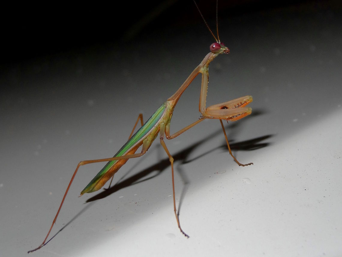 False Garden Mantid (Pseudomantis albofimbriata) These mantids look very similar to an introduced species from South Africa but the key to identity is the dark patch inside the &#039;forearms&#039;.<br />
They can be many colours ranging from aqua, green to brown.<br />
At night the eyes always appear red.<br />
About 60mm long.<br />
This one was climbing a wall under lights probably chasing a meal.<br />
 Australia,Fall,False garden mantis,Geotagged,Pseudomantis albofimbriata