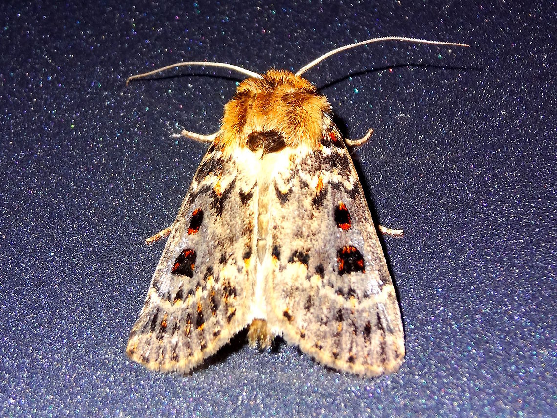 Bloodspot noctuid (Proteuxoa sanguinipuncta) This moth was resting on a Renault under strong lights next to the local national park.<br />
A healthy looking specimen about 30mm long.<br />
Larvae feed on poaceae. Australia,Geotagged,Proteuxoa sanguinipuncta,Summer