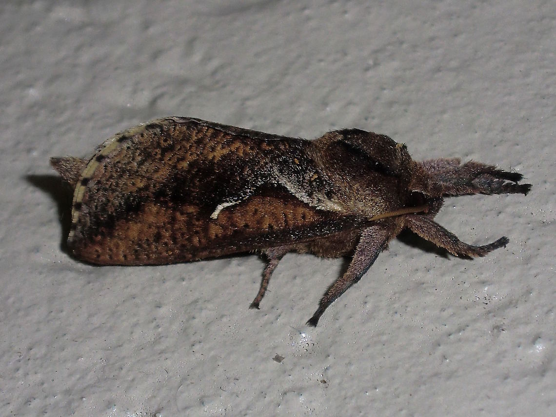 Porina banghaasii (Elhamma australasiae) Male with a wingspan about 40mm. <br />
The males come to lights more readily than the females, and are more uniform in size. <br />
This one attracted to lights in a local nature reserve. Australia,Elhamma australasiae,Geotagged,Summer