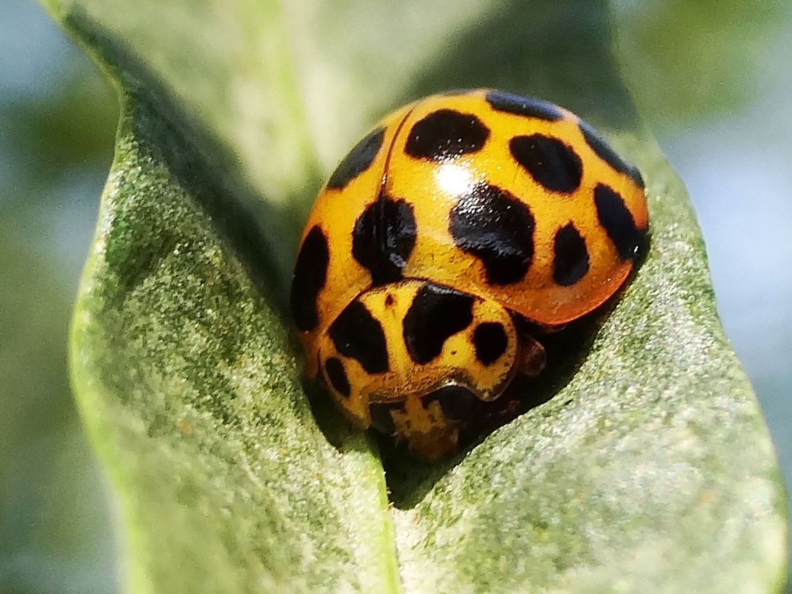 Common Spotted Ladybird (Harmonia conformis) Fifty aphids per day is a good reason to keep these around. <br />
An attractive large ladybird native to Australia with 23 spots on dark yellow to orange.<br />
It&#039;s now established in many other parts of the world.<br />
 Australia,Coccinellidae,Coccinellinae,Coleoptera,Common Spotted Ladybird,Fall,Geotagged,Harmonia,Harmonia conformis,Ladybird