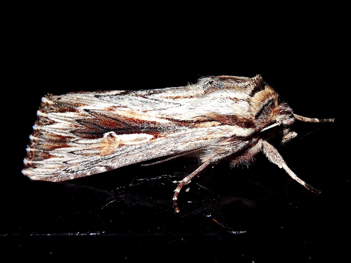 Southern Armyworm (Persectania ewingii) This one was found on glass at night at the local national park.<br />
About 25mm long. Australia,Fall,Geotagged,Persectania ewingii,Southern Armyworm
