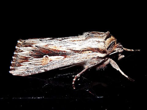 Southern Armyworm (Persectania ewingii) This one was found on glass at night at the local national park.
About 25mm long. Australia,Fall,Geotagged,Persectania ewingii,Southern Armyworm