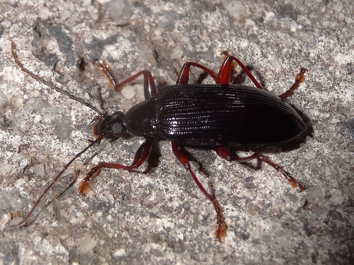 Comb clawed beetle (Tanychilus dubius) At first I thought it was a Darkling beetle (Tenebrionidae) but on closer inspection it had the features or a Cerambycidae.<br />
About 22mm body length. Bulgy eyes. Long antennal segments. Enlarged femurs, red legs, dangerous looking mouth parts on a small head.  Attracted to lights at the local school.<br />
ID from Vratislav Ricardo  <br />
<a href="http://bie.ala.org.au/species/Tanychilus+dubius" rel="nofollow">http://bie.ala.org.au/species/Tanychilus+dubius</a> Australia,Fall,Geotagged,Tanychilus dubius