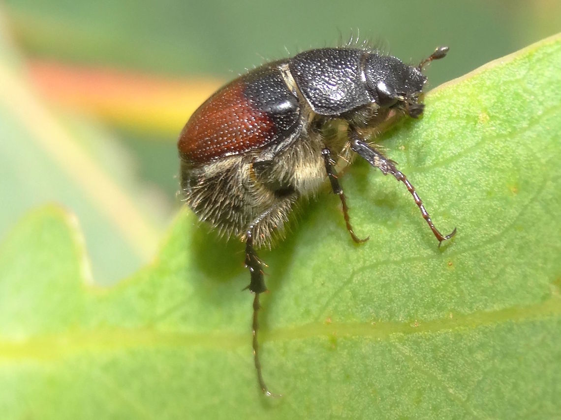 Two-tone chafer (?Melolonthinae spp) Does my bum look too big with this elytra?<br />
From an engineering point of view I am amazed how these beetles are able to fly. <br />
About 14mm long there were many exploring the flowers in a local national park.<br />
Yet to determine species... Australia,Chafer,Coleoptera,Geotagged,Melolonthidae,Melolonthinae,Scarabaeidae,Spring