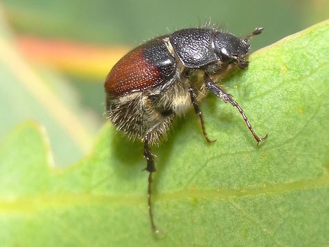 Two-tone chafer (?Melolonthinae spp) Does my bum look too big with this elytra?
From an engineering point of view I am amazed how these beetles are able to fly. 
About 14mm long there were many exploring the flowers in a local national park.
Yet to determine species... Australia,Chafer,Coleoptera,Geotagged,Melolonthidae,Melolonthinae,Scarabaeidae,Spring