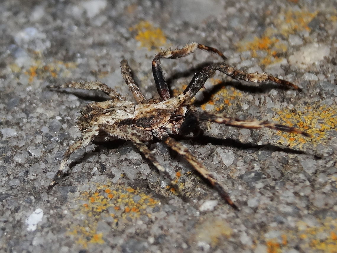Ugliest spider I've ever found (Stephanopis pustulosa) This tiny spider was walking around slowly waving it's forelegs about. It's not easy to see but the eyes are mounted in a small turret adding to it's bizarre appearance. I guess other Stephanopis think it looks good.<br />
Species not determined yet with certainty but still being discussed. <br />
Body length about 6mm.<br />
<a href="http://www.arachne.org.au/01_cms/details.asp?ID=2061" rel="nofollow">http://www.arachne.org.au/01_cms/details.asp?ID=2061</a> Australia,Geotagged,Knobbly crab spider,Spring,Stephanopis,Stephanopis altifrons,Thomisidae