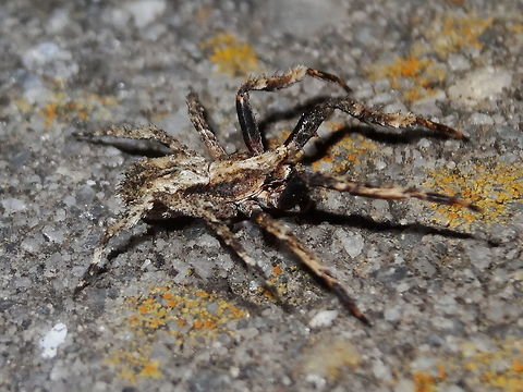 Ugliest spider I've ever found (Stephanopis pustulosa) This tiny spider was walking around slowly waving it's forelegs about. It's not easy to see but the eyes are mounted in a small turret adding to it's bizarre appearance. I guess other Stephanopis think it looks good.
Species not determined yet with certainty but still being discussed. 
Body length about 6mm.
http://www.arachne.org.au/01_cms/details.asp?ID=2061 Australia,Geotagged,Knobbly crab spider,Spring,Stephanopis,Stephanopis altifrons,Thomisidae
