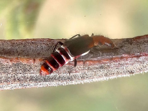 Soft-winged flower beetle (Carphurus sp.) This small but colourful beetle was exploring the smaller branches of acacia mearnsii.
About 8mm long. Glenfern Valley Reserve.
(similar here https://www.flickr.com/photos/108308648@N03/16339728189 ) Australia,Carphurus,Cleroidea,Coleoptera,GVR,Geotagged,Malachiidae,Malachiinae,Melyridae,Summer