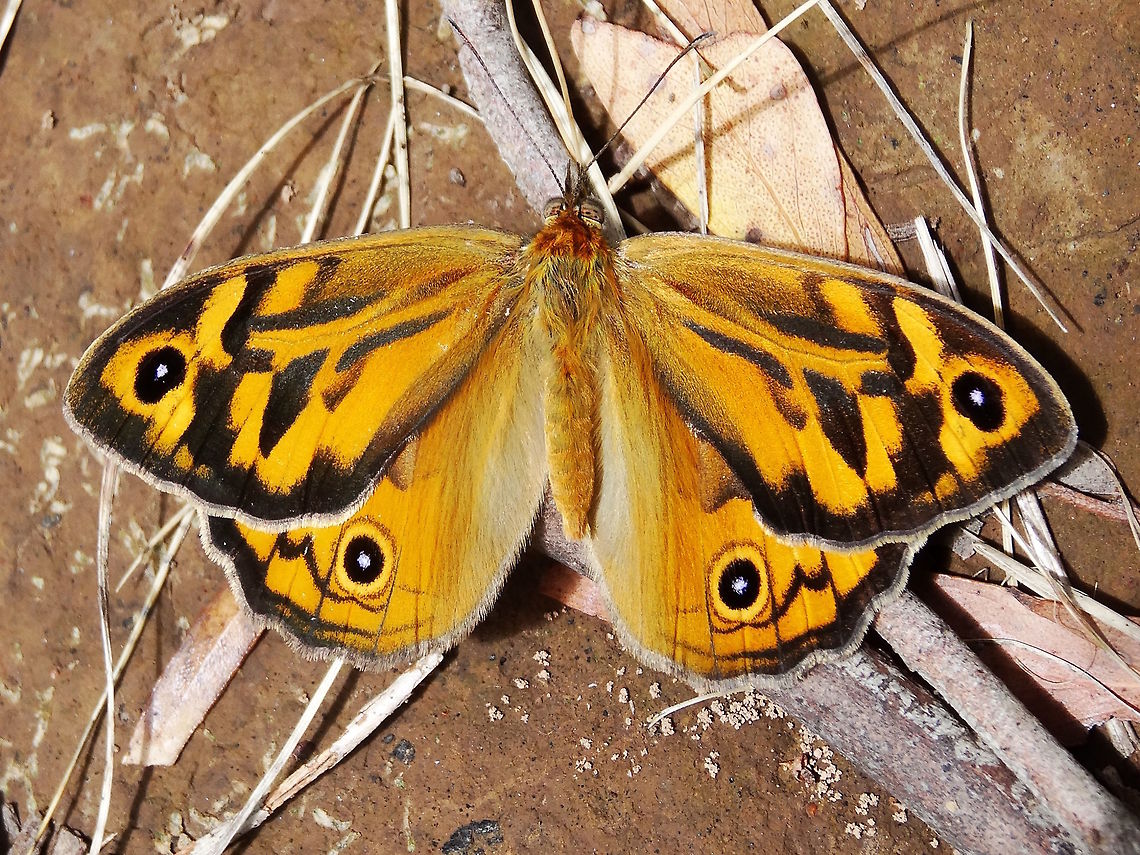 Western Brown Butterfly (Heteronympha merope) About 55mm length.<br />
Found in Gilmour Park, Victoria Australia,Common Brown,Geotagged,Heteronympha merope,Spring