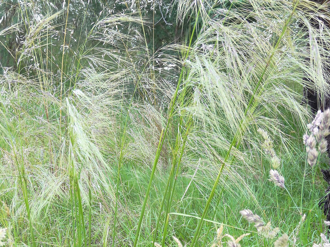 Veined Spear-grass (Austrostipa rudis australis) This beautiful subspecies had almost disappeared in the little valley behind our hill due to the invasion of a northern species of Pittosporum. It has also become a rare species in it's range.<br />
The local community have worked for years to turn things around and, once the trees were removed, vast swathes of this have returned to the area.<br />
At full height it is about 1.3 metres Australia,Austrostipa rudis australis,Geotagged,Grass,Spring,Veined Spear-grass