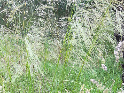 Veined Spear-grass (Austrostipa rudis australis) This beautiful subspecies had almost disappeared in the little valley behind our hill due to the invasion of a northern species of Pittosporum. It has also become a rare species in it's range.
The local community have worked for years to turn things around and, once the trees were removed, vast swathes of this have returned to the area.
At full height it is about 1.3 metres Australia,Austrostipa rudis australis,Geotagged,Grass,Spring,Veined Spear-grass