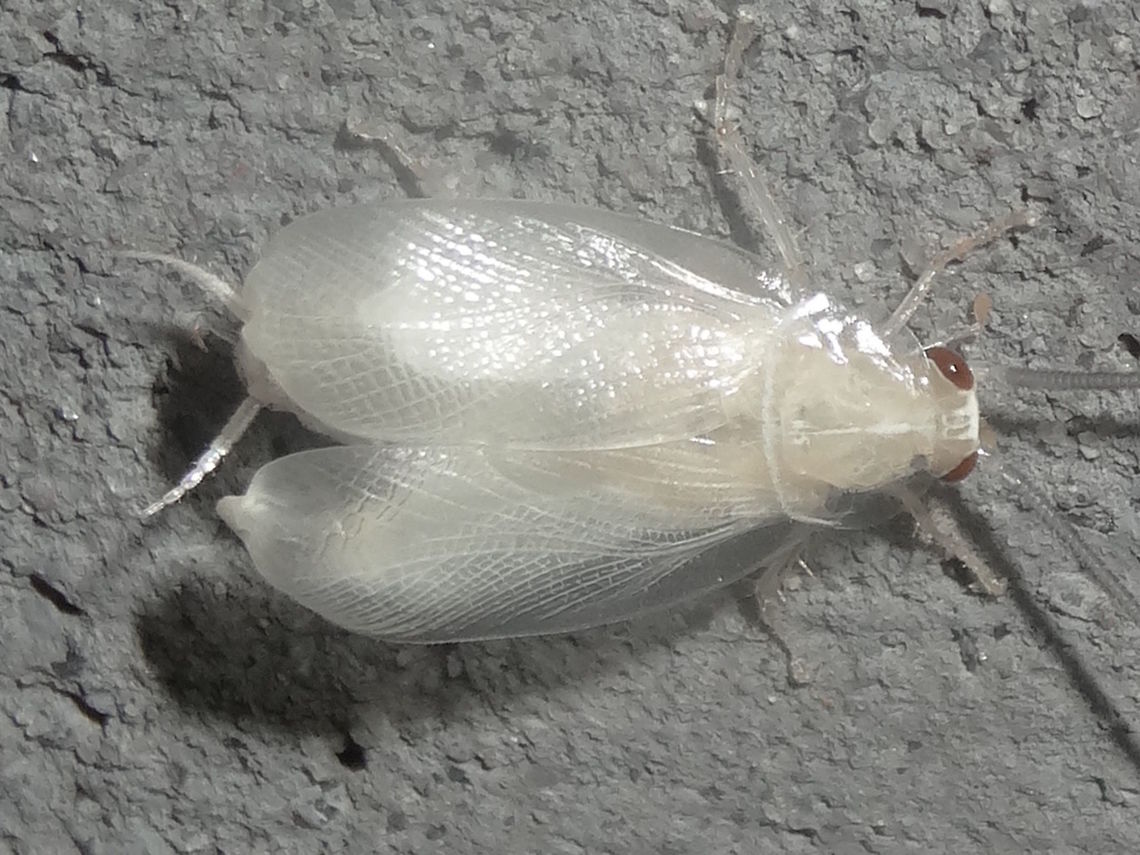 Beautiful ellipsidion (Ellipsidion australe) This bush cockroach has just undergone it&#039;s final moult and is therefore all white. After an hour or so it will dry to become a golden orange with dark head.<br />
Attracted to strong lights near a national park at night.<br />
About 24mm long. Austral Ellipsidion Cockroach,Australia,Ellipsidion australe,Geotagged,Spring