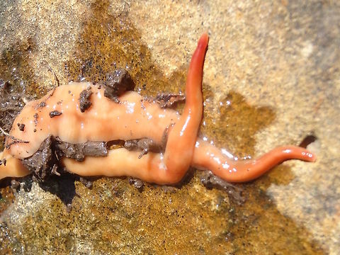 Terrestrial flatworms (Australoplana sanguinea) When I upturned a rock in the garden there was a flattened pile of pale orange jelly. As it was suddenly exposed to the sun it came alive and turned out to be two geoplanarians. They quickly stretched out looking for darkness and moisture so I poured a little water onto the rock. They found their way down the wet trail into shade in about 30 seconds. Both were about 80mm long fully extended. The pointy end is the head... eyes at the other end !!

Identity is a mystery... the following is a quote from Dr Leigh Winsor our national 'expert'.
"..a member of the Australoplana alba complex. The members of this group are characterized by a row of very small eyes that contour the anterior tip and pass along the lateral edge of the worm to the hind end. The members of the group are all strap like (dorso-ventrally flattened), tapering posteriorly towards an abruptly truncated hind end" ... "They are - for flatworms - fast moving carnivores that feed on earthworms and other soil and litter fauna. " - Dr Leigh Winsor.
Nut the names are not found in our national faunal lists. Australia,Australoplana alba,Australoplana sanguinea,Geoplanidae,Geotagged,Spring,Terrestrial flatworm