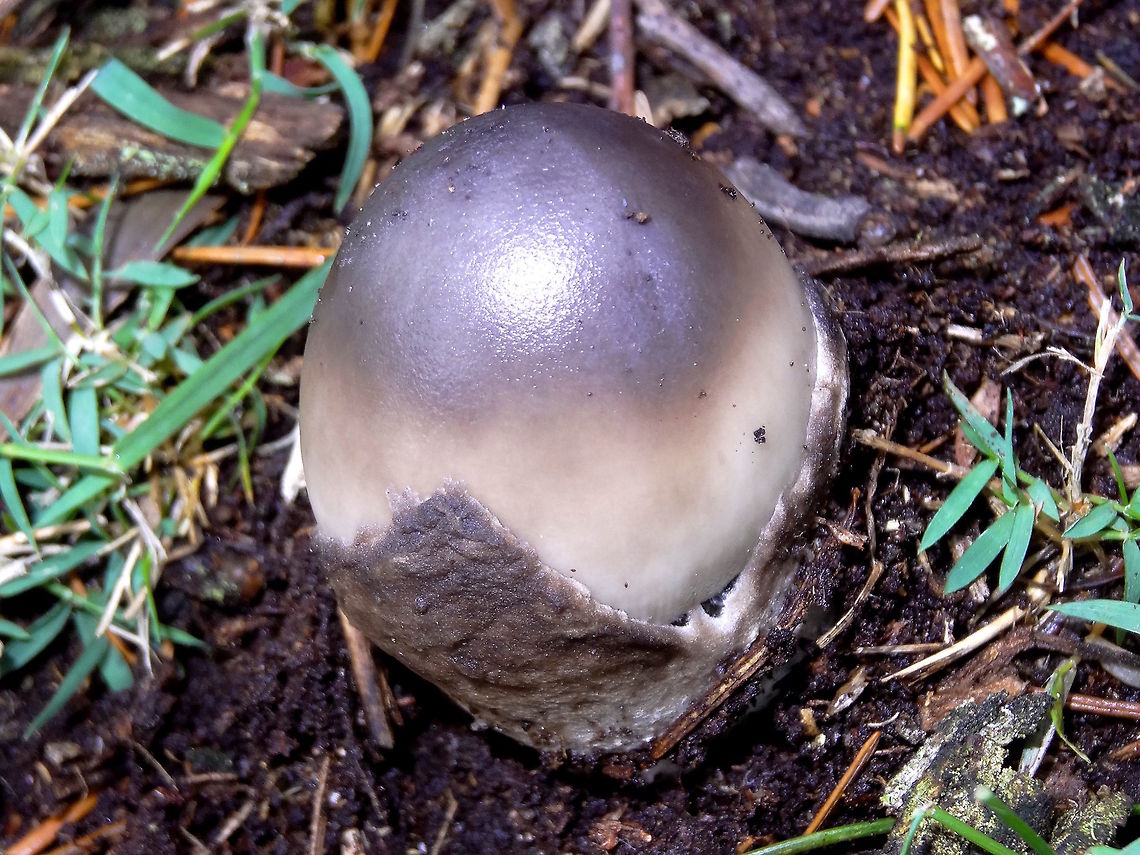 Alien egg (Amanita punctata) Fungi season starts with some rain then an alien looking grey egg bursting from the earth. This is obviously some type of Amanita spp. (volva clearly visible) but so many are undescribed in Australia. <br />
After some discussion with fungi experts I believe it is Amanita punctata.<br />
 Amanita punctata,Australia,Fall,Geotagged