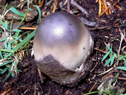 Alien egg (Amanita punctata) Fungi season starts with some rain then an alien looking grey egg bursting from the earth. This is obviously some type of Amanita spp. (volva clearly visible) but so many are undescribed in Australia. 
After some discussion with fungi experts I believe it is Amanita punctata.
 Amanita punctata,Australia,Fall,Geotagged