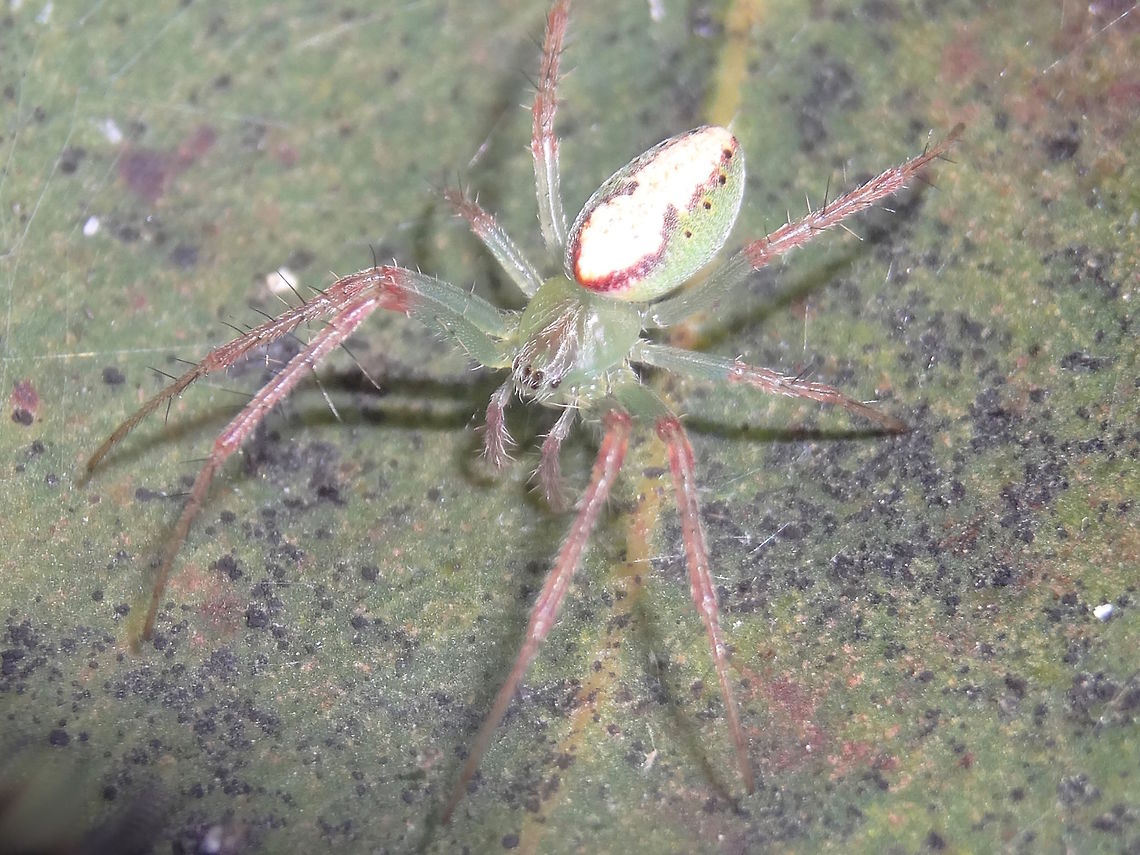 Slender Green Orb Weaver (Araneus talipedatus) Tiny to small spiders with varying abdominal patterns this one was about 9mm body length.<br />
Common in summer, This one was found at night on leaves of Corymbia maculata in a suburban street. Araneus talipedatus,Australia,Geotagged,Green Araneid spider,Slender Green Orb Weaver,Spring