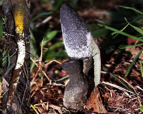Dark Vegetable Caterpillar (Cordyceps gunnii) These look like earth tongues but are fairly large compared to most geoglossum. Above ground they are up to 89mm tall, usually a single tapering spike but sometimes different shapes and double headed. They form from the parasitised larvae of Abantiades or Oxycanus moths and therefore found under endemic acacia species. Overall they can be up to 200mm long white underground, yellow near the surface. (left)
The fine white 'fur' is spore. Australia,Cordyceps gunnii,Dark Vegetable Caterpillar,Fall,Geotagged,cordyceps