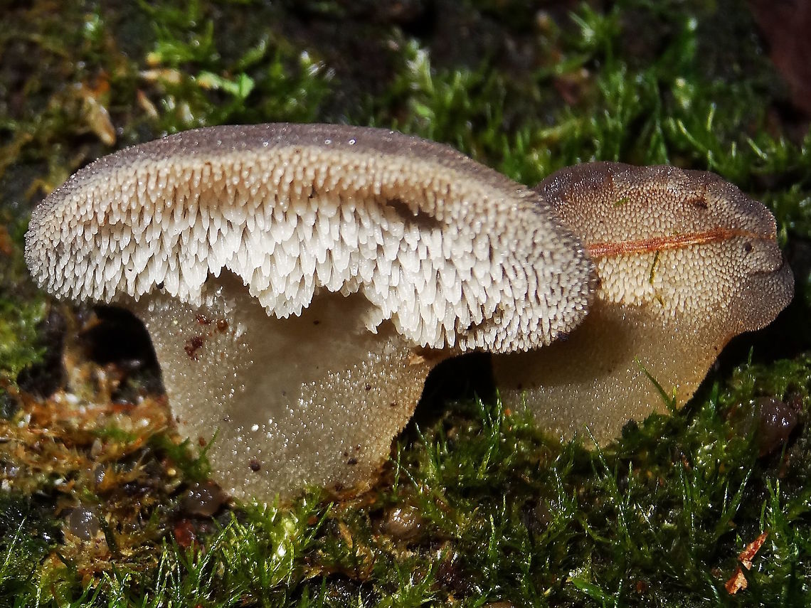 False Hedgehog Fungus (Pseudohydnum gelatinosum) Growing on the trunk of a huge eucalyptus regnans in a damp rain forest.<br />
Young specimens about 20mm wide and just developing their milk teeth.<br />
Possibly yet to be proven different species in several parts of the world. Australia,Fall,Geotagged,Pseudohydnum gelatinosum