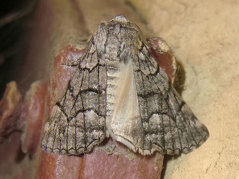 Geometrid moth (Stibaroma sp.(1) ) Still not officially described.
About 32mm wing span.
Attracted to lights in an outer urban back yard.
http://bie.ala.org.au/species/urn:lsid:biodiversity.org.au:afd.taxon:495fe516-2389-4038-885b-76ef57fd7959#tab_gallery Australia,Fall,Geometridae,Geotagged,Stibaroma