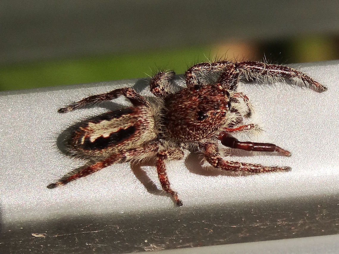 Jumping spider female (Sandalodes superbus) Found holding up the welcome sign at a local nature reserve. <br />
She looks quite different to the males of this species. Australia,Fall,Geotagged,Sandalodes superbus