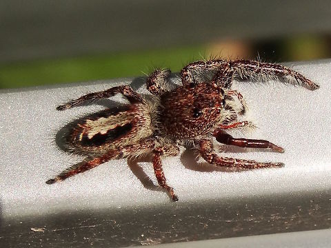 Jumping spider female (Sandalodes superbus) Found holding up the welcome sign at a local nature reserve. 
She looks quite different to the males of this species. Australia,Fall,Geotagged,Sandalodes superbus